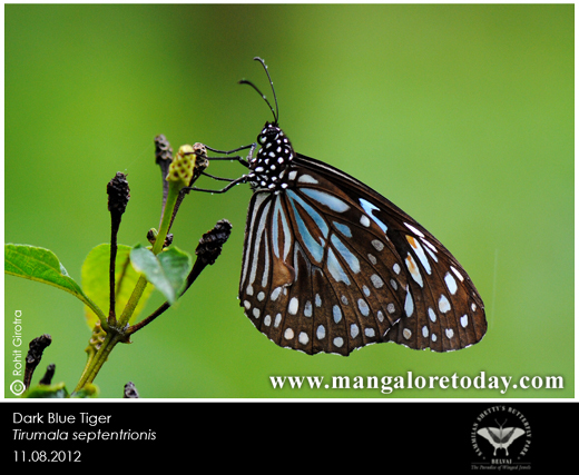 butterfly park belvai, Mangalore